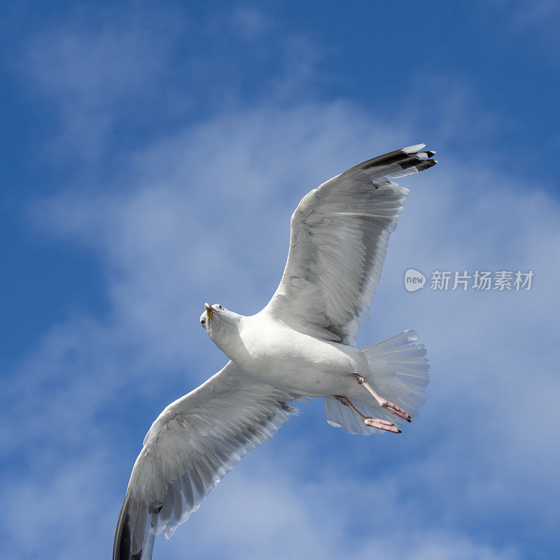 Silbermöwen （Larus argentatus）